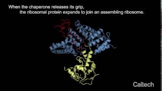 Ribosomal and chaperone proteins [upl. by Syla]