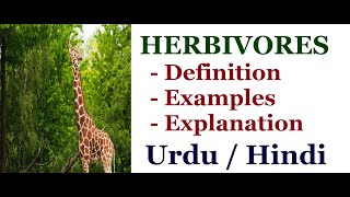 Explain Herbivores Herbivorous Animals Definition and Examples Urdu  Hindi [upl. by Lay]