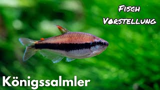 Königssalmler Inpaichthys kerri  Liquid Nature Fisch Vorstellung [upl. by Maitund458]