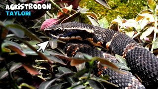 Wonderful Snake Agkistrodon Taylori Resting In The Flowers [upl. by Tevlev]