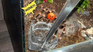 WATERING my TARANTULAS quotPart 9” [upl. by Aholla]