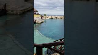 Dolphinaris Cozumel [upl. by Caldwell246]