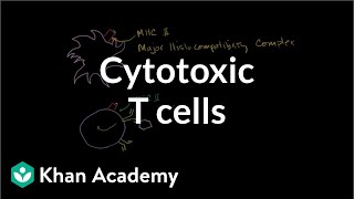 Cytotoxic T cells  Immune system physiology  NCLEXRN  Khan Academy [upl. by Ronnoc]