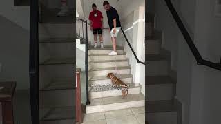 o dia em que levamos nossa sobrinha no veterinário vlog dogs salsicha [upl. by Haughay]