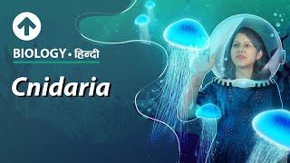 Cnidaria  Hindi  Diversity In Living Organisms  Biology Class 9 [upl. by Seuguh]