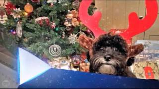 STV ident 2015  Christmas [upl. by Surdna]