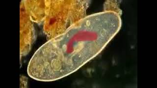 Faunistique  PROTOZOAIRES  شرح مفصل بالفرنسية و العربية [upl. by West]