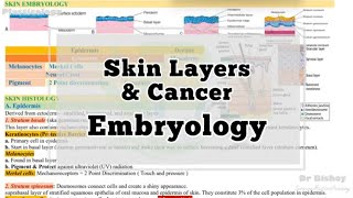 Skin Layers Cancer Embryology [upl. by Edlin820]