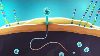 Phages vs bacteria  animation showing infection mechanisms [upl. by Elliven]