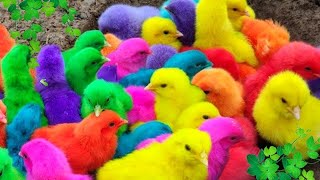 Tangkap Ayam Lucu Ayam Warna warni Ayam Rainbow Ayam Gokil Ayam Pelangi Ayam Gemoy 🐣🐣 [upl. by Courcy331]