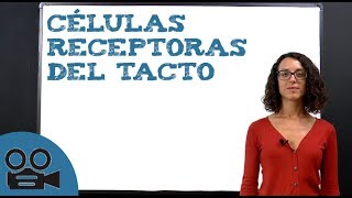 Células receptoras del tacto [upl. by Pickett]