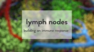 Lymph nodes how to build an immune response [upl. by Nica]