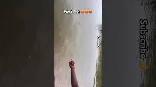 West Fish 😡😡 fishing fish fisherman fishinglife trendingshorts viralvlogs viralshort [upl. by Goines]