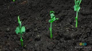 Moving Time Lapse Of Peas Growing [upl. by Asilak]