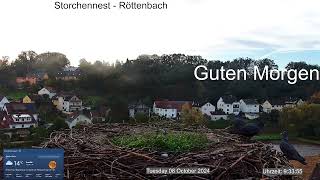 2024 10 08 Storchennest Röttenbach ist jetzt ein Taubenplatz 🤣🤣🤣 [upl. by Memory669]