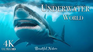 Discover the Wonders of the Underwater World 4K  A Beautiful Marine Life Film with Relaxing Music [upl. by Uri]