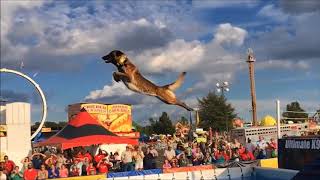 Belgian Malinois Amazing Athlete [upl. by Godbeare]