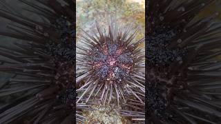 கடல் குச்சி🦔 Sea Urchin  மூரை  Natural Slate Chalk  பல்ப்பம் allwinjilly villagelife nature [upl. by Evelyn]