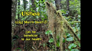 Usnea Health Benefits [upl. by Flossie]