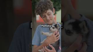 Pomsky Puppies Everything you need to know [upl. by Nilreb]