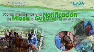 📹 Cómo Atendemos una Notificación de Miasis o Gusanera [upl. by Auberon431]