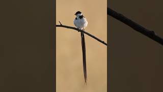 Pin tailed Whydah shorts [upl. by Suiram45]