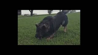 120 lb German Shepherd Runs 33 MPH germanshepherd puppy dog [upl. by Olenta543]