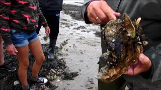 Wadlopen op Ameland 2018 [upl. by Anayrb718]