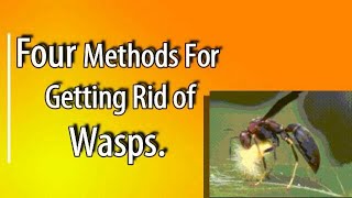 Four Ways To Eliminate Wasps Around Your Homestead [upl. by Gittle892]