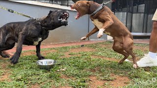 KING FLOKI VS CANE CORSO ‼️ SIAPAKAH P3MEN4NGNYA [upl. by Emsoc]