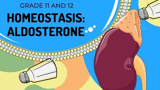 ALDOSTERONE  HOMEOSTASIS  Easy to Understand [upl. by Barvick9]