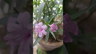 3 colors of Ruellia simplex white purple and pink 😻gardenvibes nature blooming [upl. by Lleznod940]