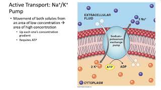 253 Transport Across the Membrane [upl. by Eitra]