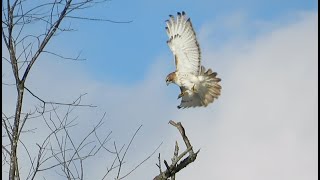 Red  tailed hawk takes off [upl. by Otes]