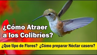 ¿Cómo atraer a los colibries Como hacer que te visiten los colibries [upl. by Lillith235]