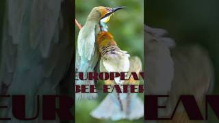 Beutiful European Beeeater Birds 🥰 [upl. by Ardnala437]