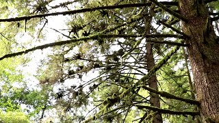 Hemlock Dwarf Mistletoe at Malcolm Knapp Research Forest [upl. by Monafo680]