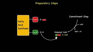 Chain Elongation and Fatty Acid Synthesis [upl. by Wanfried]