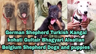 German Shepherd Turkish Kangal Bhagyari Alsatian Kohati Gultair Dogs and puppies 03139393944 [upl. by Sedgewake]