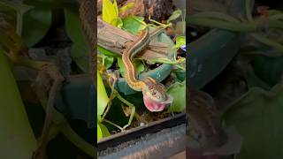 Garter snake savoring his sushi 🍣 [upl. by Dirrej]