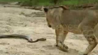 lion vs serpent أسد مقابل ثعبان [upl. by Pilihp646]