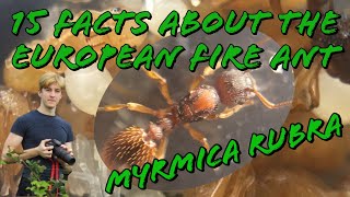 15 Facts About The European Fire Ant Myrmica Rubra  MyLivingWorldsAnts [upl. by Aihseken406]