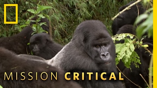 A Silverback Showdown  Mission Critical [upl. by Africah]