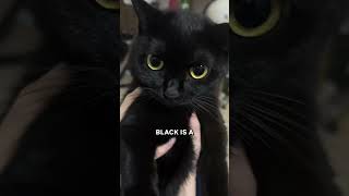 The Truth About Black Cats 🐱✨ [upl. by Aninep30]