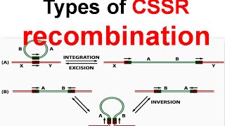 Types of CSSR recombination [upl. by Aerdma]