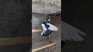 Dobaz kabootar kabootars pigeon birds love pets shortsvideo short kabootarbazi [upl. by Barcus820]