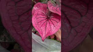 caladium plants pinkcaladium [upl. by Nnanerak]