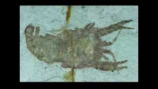 Cricoidoscelosus aethus  Lower Cretaceous Crustacean  Crayfish Fossil for Sale [upl. by English377]