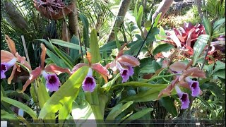 Роскошное Цветение Каттлей C Brazilian Midway C Tenebrosa Beautiful Summer Blooms [upl. by Aryas]