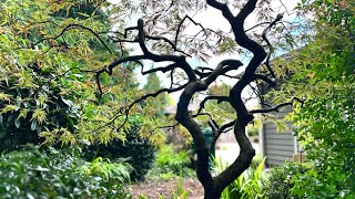 Before and After  First hard prune Japanese laceleaf Maple Acer palmatum dissectum in September [upl. by Elockcin]